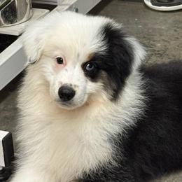 Liberty - Black tri female Miniature American Shepherd puppy in Nolensville, Tennessee from Sweetheart Miniature American Shepherds