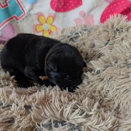 Brown - Black male German Shepherd puppy in Motley, Minnesota from Von Thomson Haus