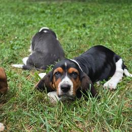 Silverquill - Black brown and white male Basset Hound puppy in West Chester, Ohio from Bed-N-Bassets