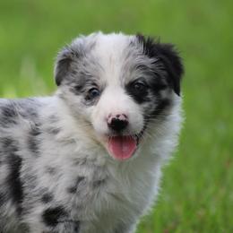 Merle boy 2 - Border Collie puppy from Cool Meadow Farms