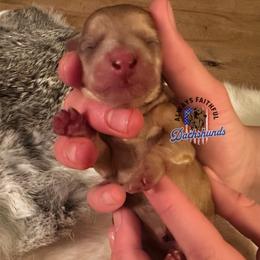 AFDs Doc - Cream male Dachshund puppy in Waverly, Ohio from Always Faithful Dachshunds