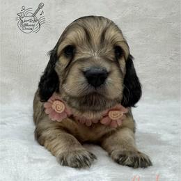 Lark - Cream female Dachshund puppy in Pulaski, Tennessee from Billboard Doxies