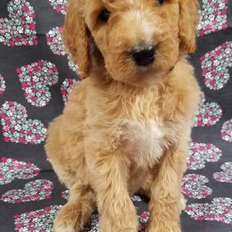 Bernedoodle, Goldendoodle, and Poodle Puppies from Granton Creek