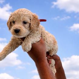 Spider Man - Cream male Goldendoodle puppy in Houston, Texas from Were The Mack'Doodles