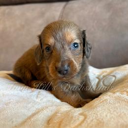 Louie - Fawn (isabella) and tan male Dachshund puppy in Jonesboro, Illinois from Twin Hills Dachshunds