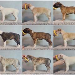 Borzoi Puppies from Rezance Borzoi
