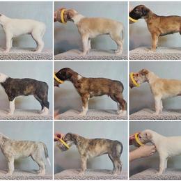 Borzoi Puppies from Rezance Borzoi