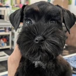 Miniature Schnauzers from Cali Schnauzies