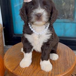 Dolly - Chocolate female Labradoodle puppy in Danville, Indiana from Marley’s Doodle Ranch