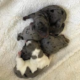 Dachshund Puppies from Hursh’s Hounds