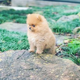 Pomeranian Puppies from Pursell Pomeranians