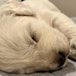 Golden Retrievers from Abbie Stecker