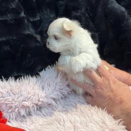 Tornado - White and lemon male Maltese puppy in Bennettsville, South Carolina from Cottonwood Maltese