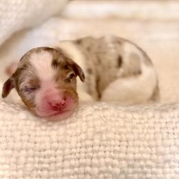 Boy 5 - male Bernedoodle puppy in Salt Lake County, Utah from Coco Avenue Pups