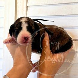 Trixie - Black - Sable female Bernedoodle puppy in Rockwall, Texas from Glory Doodles