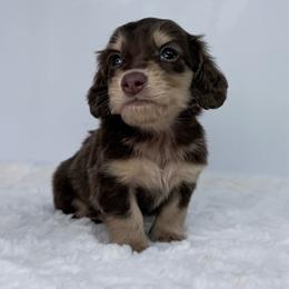 Icarus - Chocolate and cream male Dachshund puppy in Sacramento, California from HEFFERNAN HOUNDS