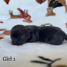 Princess - Blue female Chihuahua puppy in Beckemeyer, Illinois from Guardian’s of the Chihuahuas