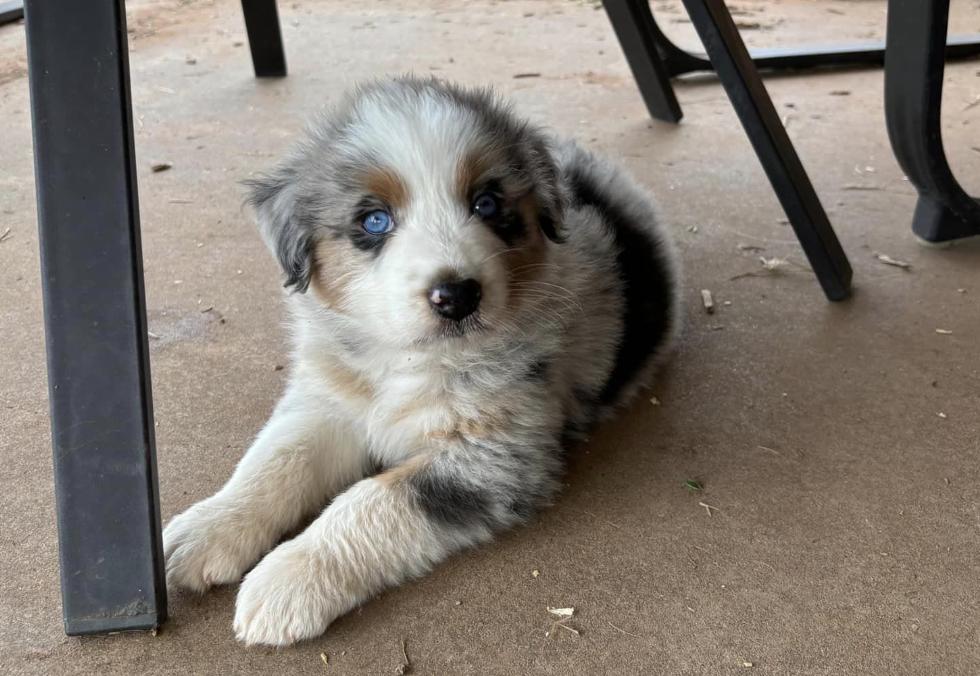 BB Blu Aussies in Oklahoma | Australian Shepherd puppies | Good Dog