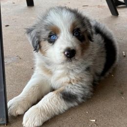 Australian Shepherds from BB Blu Aussies