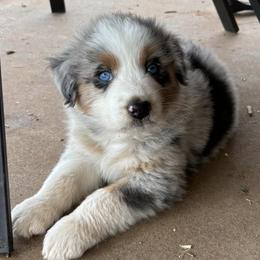 Australian Shepherds from BB Blu Aussies