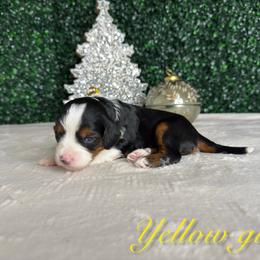 Girl 3 - Tri-color female Bernedoodle puppy in Modesto, California from Two Doods Doodles