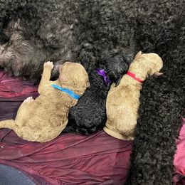 Poodle Puppies from Stunningly Sweet Standards