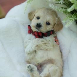 Martini - Cream male Maltipoo puppy in Deming, Washington from Heavenly Puppies to Love