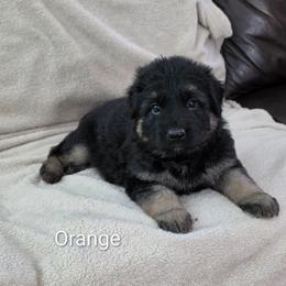 Orange Collar - Black and red male German Shepherd puppy in Louisville, Ohio from Crooked River German Shepherds