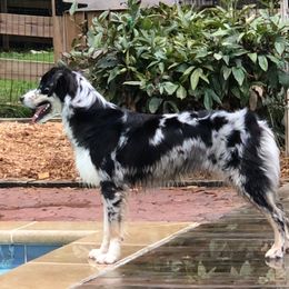 Layla - Australian Shepherd