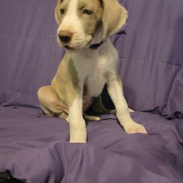 Great Dane Puppies from Miner's Dynamic Danes