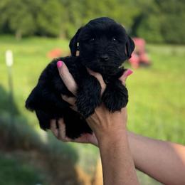 Crush - Red Boy - Black male Miniature Schnauzer puppy in Oneonta, Alabama from Murphree Valley Kennels