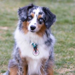 Lula - Miniature American Shepherd