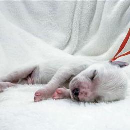 Poalroid- Long Coat - White and black male Dalmatian puppy in Gray, Georgia from Fuller Spots