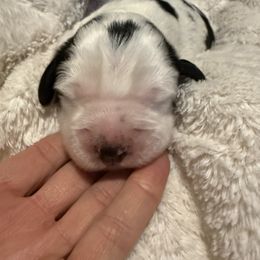 Diamond - Black white and tan English Springer Spaniel puppy in Westfield, Wisconsin from Heeling Springs at Sandy Ridge