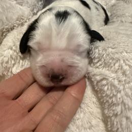 Diamond - Black white and tan English Springer Spaniel puppy in Westfield, Wisconsin from Heeling Springs at Sandy Ridge