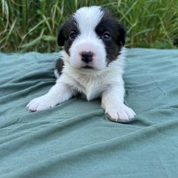 Iris (Green Collar) - Black and white female Cardigan Welsh Corgi puppy in Clio, Michigan from Old Oak Cardigans