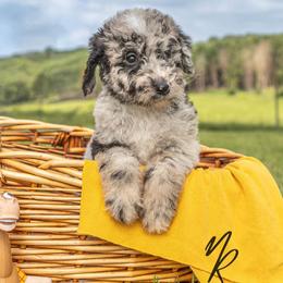 Woody - Merle male Sheepadoodle puppy in Lumberton, Mississippi from Doris’ Darlin Doxies & Doodles