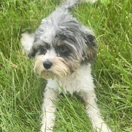 Adonis - Merle male Cockapoo puppy in Lebanon, Kentucky from Mosaic Merle Doodles