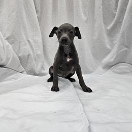 Finn - Blue male Italian Greyhound puppy in Newalla, Oklahoma from Heartland Iggys