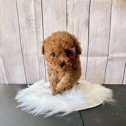 Kali (AKC) - Red  female Poodle puppy in Riverside, California from Red Toy Poodle World