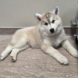 1 Purple - Gray and white female Siberian Husky puppy in Dane, Wisconsin from Sunny Hurricane Siberians