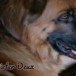 German Shepherds and Scottish Terriers from Viceroy's Kennel LLC