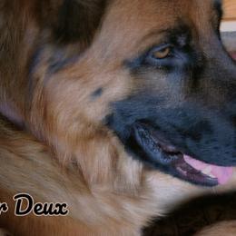 German Shepherds and Scottish Terriers from Viceroy's Kennel LLC