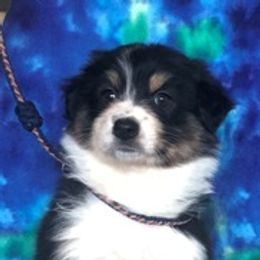 Australian Shepherd Puppies from Heartfire Aussies