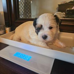 Patch - Black and white female Shorkie puppy in Chattanooga, Tennessee from Passion Pups TN