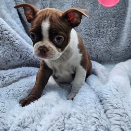 F1 - Red female Boston Terrier puppy in Newton Grove, North Carolina from Sassifras Boston Terriers