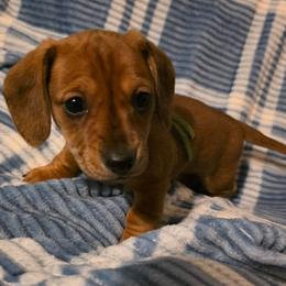 Green Collar Female - Fawn (isabella) and tan female Dachshund puppy in Otto, North Carolina from Windy Ridge Dachshunds