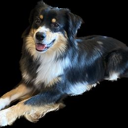 Jones - Miniature Australian Shepherd