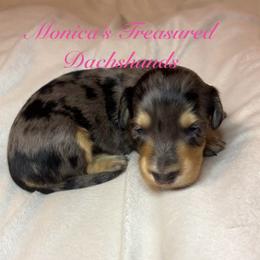Lottie - Dapple female Dachshund puppy in Humble, Texas from Monica’s Treasured Dachshunds