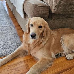 Paprika - Golden female Golden Retriever puppy in Los Angeles, California from Sea Air Goldens